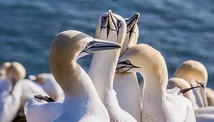 jiuyou游戏-切尔西防守球员完美执行战术，切尔西防守型中场