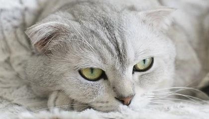 jiuyou游戏-切尔西防守球员完美执行战术，切尔西防守型中场