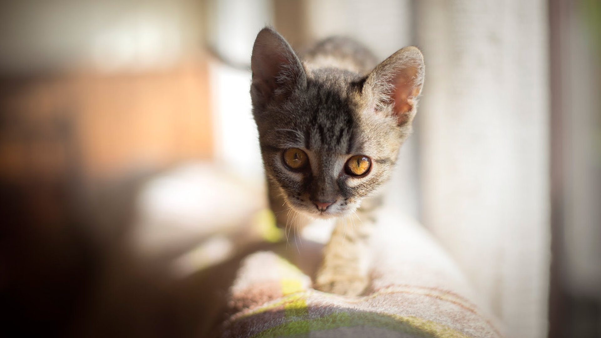 全国青少年游泳接力赛福建队勇夺桂冠，中国游泳接力赛获得金牌视频