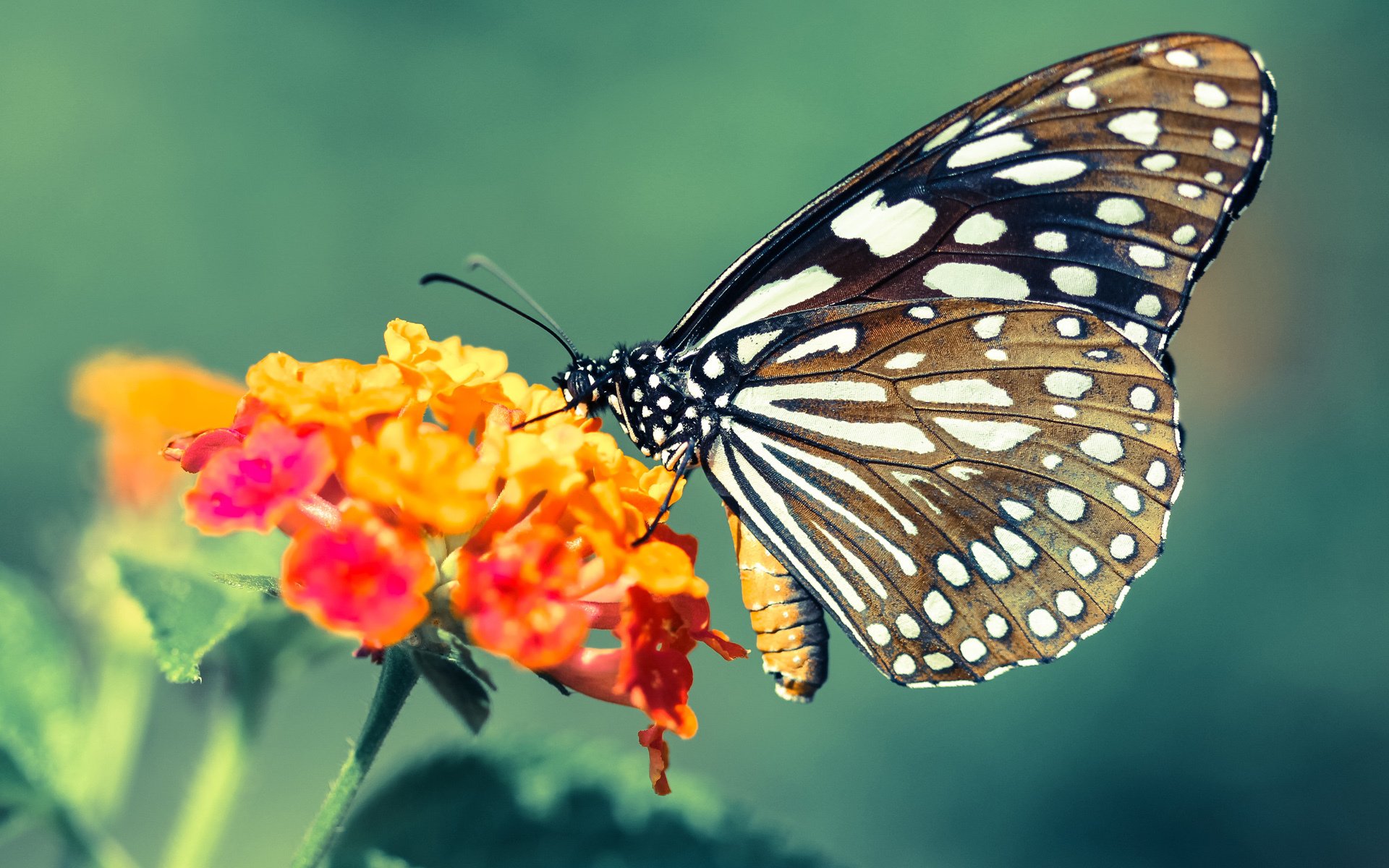 欧洲足球未来:年轻天才的崛起路线图,看一下欧洲足球