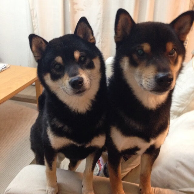 篮球运动员心理健康维护与心理干预机制，篮球运动员的心理素质训练应把重点放在