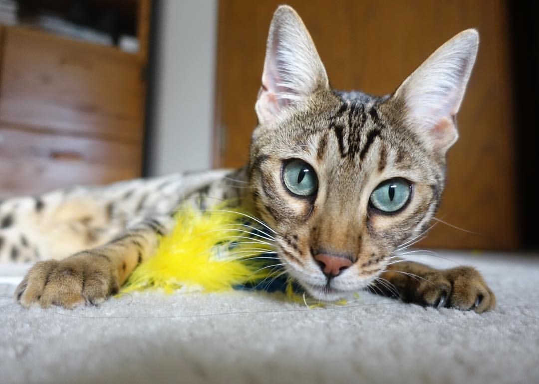 西甲球队热区分析调整防守布局策略,西甲热度