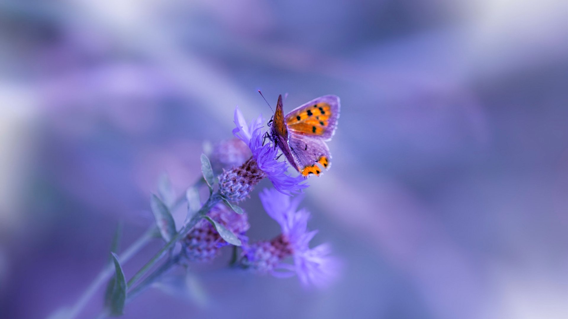 世界泳联盛赞美国男队整体实力，世界泳联盛赞美国男队整体实力的句子