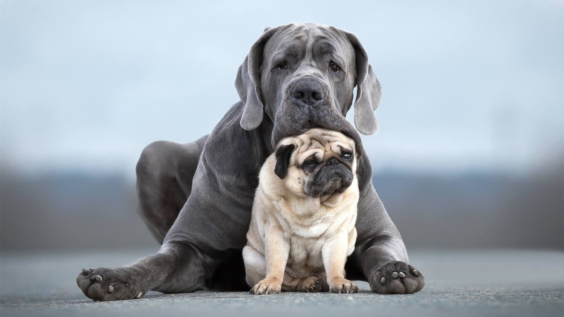 九游赛事-国际乒联混合团体世界杯：澳大利亚队的表现是新兴力量的代表，国际乒联世界巡回赛澳大利亚公开赛