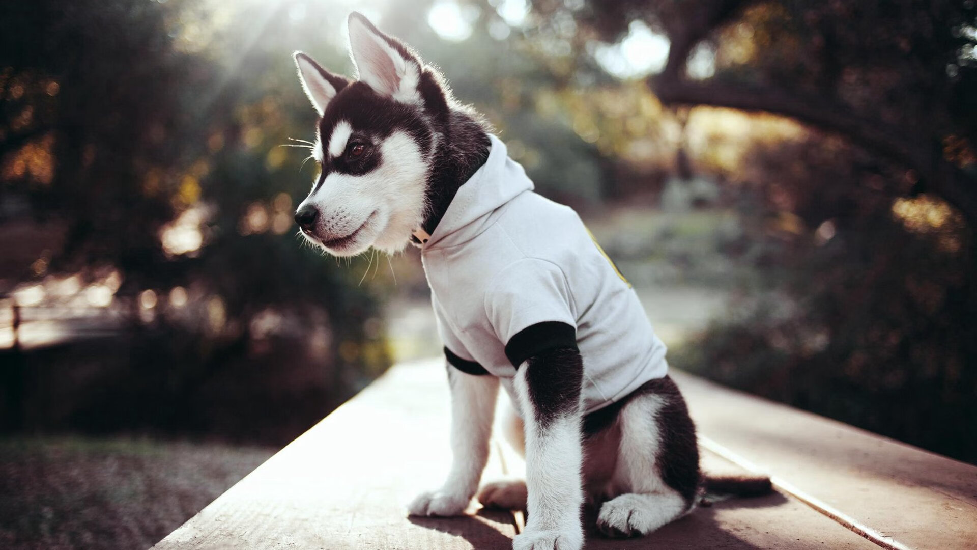 国际乒联混合团体世界杯:澳大利亚队的表现是新兴力量的代表,国际乒联世界巡回赛澳大利亚公开赛